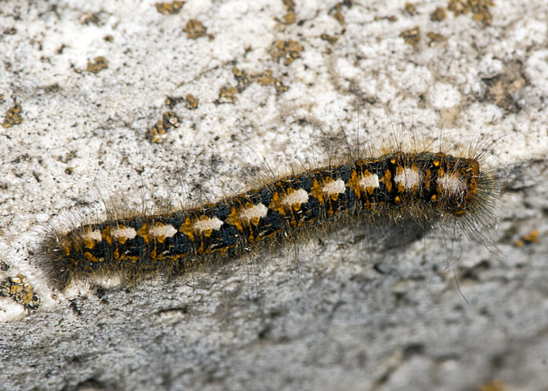 Bruco - Lasiocampa (Lasiocampa) quercus, Lasiocampidae